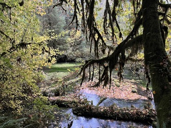 Olympic: Hoh Rainforest