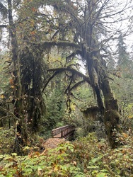 Olympic: quinault rainforest