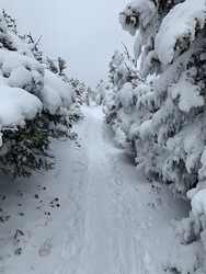 White Mountains: Cannon Trail