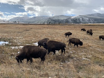 Yellowstone: Buffalo
